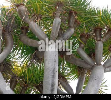Drago albero (Dracaena draco) nel centro storico di Arucas, Grand Canary, Isole Canarie, Spagna, Europa Foto Stock