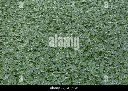 Vista generale dei gigli d'acqua, Camalotes, sul fiume Guadiana a Badajoz, Spagna, attualmente riconosciuto come peste fluviale, struttura e sfondo... Foto Stock