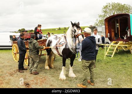 Uomini che tengono un cavallo colorato tirando un carrello tradizionale. Appleby Horse Fair, Appleby a Westmorland, Cumbria Foto Stock