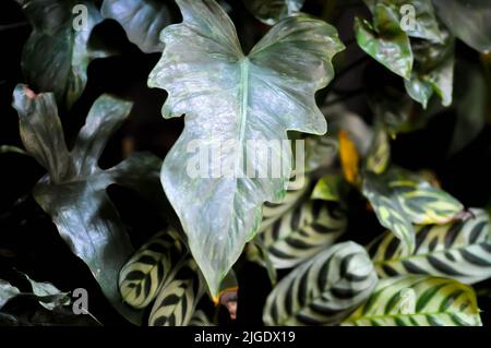 Philodendron minarum o philodendron violin o filodendron gigante, filodendron giganteum Schott o pianta di Araceae Foto Stock