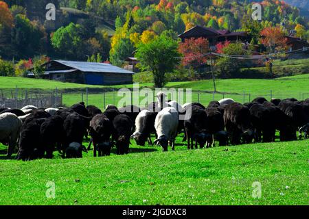 Agnelli e capre che pascolano nei prati intorno all'altopiano di Savsat in Artvin. Agnelli e capre pascolo in autunno. Foto Stock