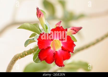 Un primo piano di un bellissimo fiore di Adenium obesum in un giardino in una giornata di sole Foto Stock