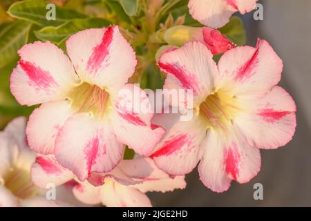 Un primo piano di splendidi fiori di Adenium obesum in un giardino in una giornata di sole Foto Stock