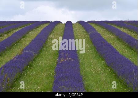 File di lavanda in fiore a Cotswold Lavender, Snowshill, Gloucestershire Foto Stock