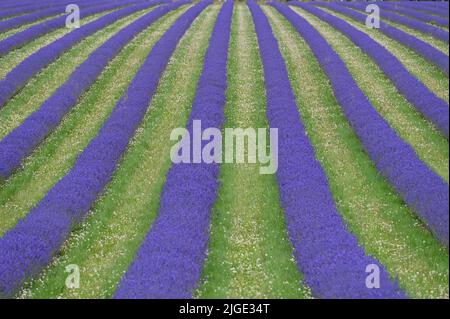 File di lavanda in fiore a Cotswold Lavender, Snowshill, Gloucestershire Foto Stock