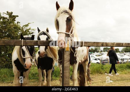 Tre cavalli di gitsy del baccello colorati hanno collegato ad una ringhiera. Appleby Horse Fair, Appleby a Westmorland, Cumbria Foto Stock