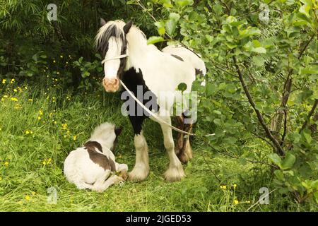 Un mare di cocco colorato e il foal in piedi all'ombra. Appleby Horse Fair, Appleby a Westmorland, Cumbria Foto Stock