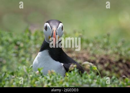 Un ritratto ravvicinato di mezza lunghezza di un puffin atlantico seduto sulla vegetazione fissando la fotocamera Foto Stock