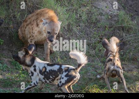 Zambia, Parco Nazionale di Luangwa Sud. Cani selvatici africani (SELVAGGI: Lycaon pictus) del Manzi Pack che combattono con l'iena macchiata. Foto Stock