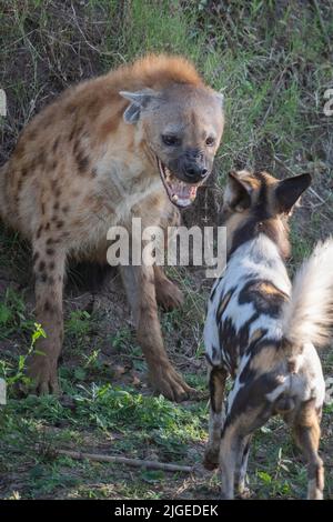 Zambia, Parco Nazionale di Luangwa Sud. Cani selvatici africani (SELVAGGI: Lycaon pictus) del Manzi Pack che combattono con l'iena macchiata. Foto Stock