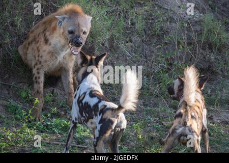 Zambia, Parco Nazionale di Luangwa Sud. Cani selvatici africani (SELVAGGI: Lycaon pictus) del Manzi Pack che combattono con l'iena macchiata. Foto Stock