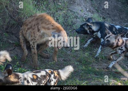 Zambia, Parco Nazionale di Luangwa Sud. Cani selvatici africani (SELVAGGI: Lycaon pictus) del Manzi Pack che combattono con l'iena macchiata. Foto Stock