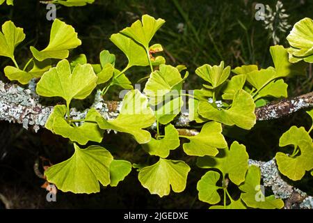 Ginkgo biloba (ginkgo) è un albero originario della Cina. Questo fossile vivente può essere datato al Medio Giurassico circa 170 milioni di anni fa. Foto Stock