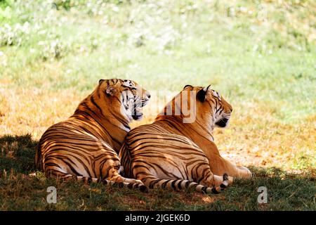 Tigri bengala nello zoo. Foto Stock