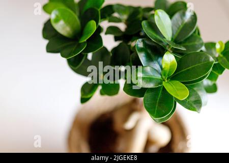 ficus Microcarpa Ginseng pianta ornamentale in vaso per giardinaggio Foto Stock