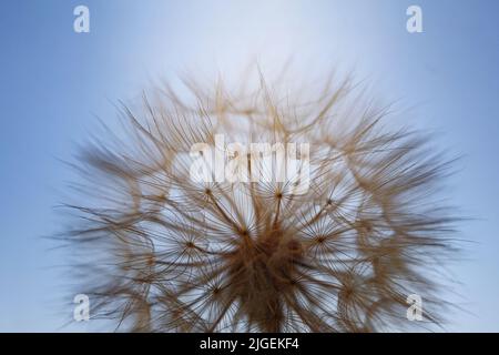 Macro di un fiore di dente di leone. Foto Stock