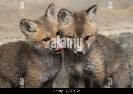 I kit di volpe rosse si nuvolano durante la primavera al Grand Teton National Park, a Moose, nel Wyoming. Foto Stock