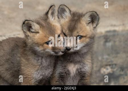 I kit di volpe rosse si nuvolano durante la primavera al Grand Teton National Park, a Moose, nel Wyoming. Foto Stock