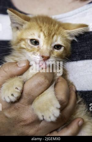 Particolare di animale domestico abbandonato e solo, tristezza Foto Stock