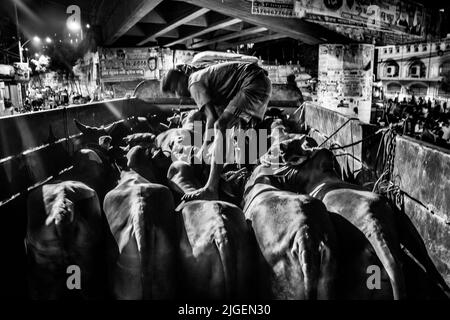 Dhaka, Bangladesh. 08th luglio 2022. Venditori che vendono vacche nel mercato di EID-UL-ADHA. EID-UL-ADHA è il più grande festival del 2nd per i musulmani. La gente sacrifica mucche e capre in questa festa. Questa immagine è stata catturata il 2022-07-07, dal mercato della mucca Shahajanpur EID-UL-ADHA, Dhaka. (Foto di Md. Noor Hossain/Pacific Press) Credit: Pacific Press Media Production Corp./Alamy Live News Foto Stock