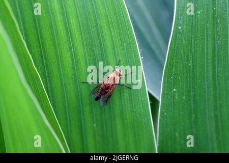 Un marrone, grande mosca su una foglia di mais. Foto Stock