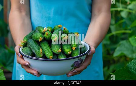 il contadino tiene in mano una ciotola di cetrioli appena raccolti. Foto Stock