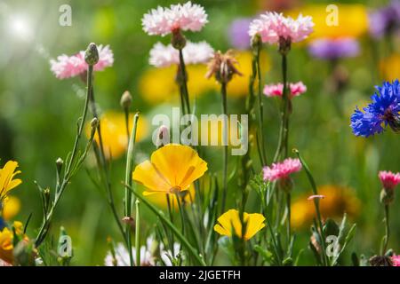 Vari fiori selvatici in fiore sul prato estivo. Fiori rossi, gialli, blu con riflessi solari. Messa a fuoco selettiva Foto Stock