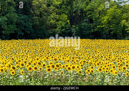 Un campo di girasoli fiorisce lungo la Route de Loriol vicino a Crest nella Drôme, Francia, incorniciato da una fitta fila di alberi sullo sfondo. Foto Stock