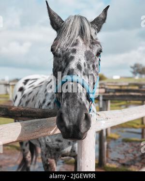 Youre geting sulla cui schiena. Ritratto di un cavallo in piedi in un pascolo chiuso in una fattoria. Foto Stock