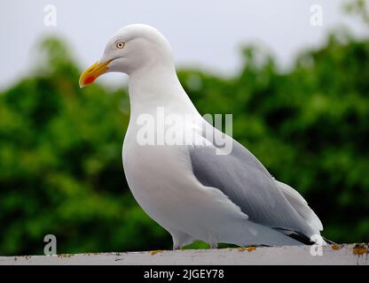 Il gabbiano europeo delle aringhe è un gabbiano grande, lungo fino a 66 cm. Uno dei gabbiani più conosciuti lungo le coste dell'Europa occidentale, Foto Stock