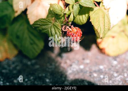 La mosca sta alimentando sulla frutta Foto Stock