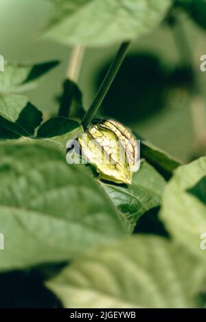 coltivare i vostri propri frutti nel giardino Foto Stock