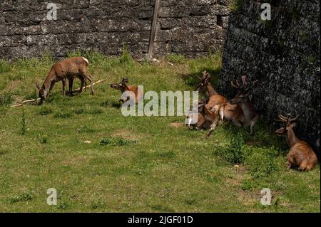 Jaca, provincia di Huesca, Spagna: Il cervo (Cervus elaphus) riposo & pascolare nel fossato della cittadella di Jaca / Castello di San Pietro iniziato nel 1592 da Filippo II. Foto Stock