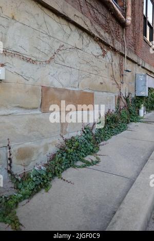 Un colpo verticale di edera e erbacce che crescono sul lato di un edificio Foto Stock