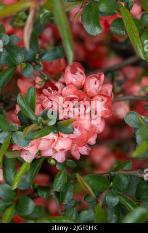 Chaenomeles x superba (Frahm) Rehder 'Color Trail' fiore di mele cotogne in famiglia: Rosaceae Foto Stock