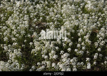 Campo di fiori di Iberis sempervirens, il candytuft sempreverde o fiori perenni fioriti candytuft, pianta nella famiglia Brassicaceae, nativo per il sout Foto Stock