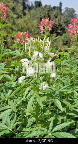 Bei fiori di Cleome spinosa anche conosciuto come fiore del ragno, Spiny Spiderflower, Tarenaya hassleriana ecc Spotted in giardino botanico di ooty. Foto Stock