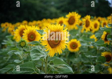 Campo di girasoli gialli in fiore che crescono in estate. Foto Stock
