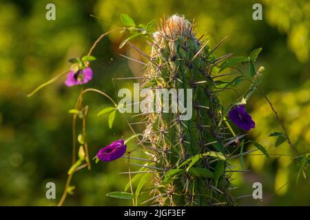 particolare di cactus xique-xique con piante erbacee e ragnatela Foto Stock