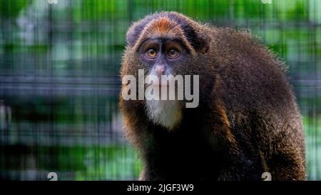 Primo piano di una scimmia di De Brazza in gabbia Foto Stock