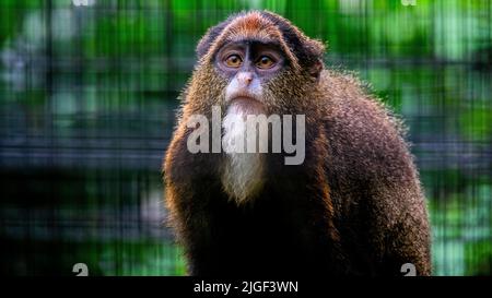 Primo piano di una scimmia bruna di De Brazza in gabbia Foto Stock