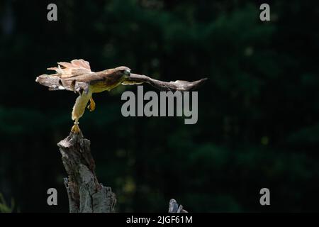 Il falco di Harris Parabuteo unicinctus è l'unico uccello di preda che caccia nel gruppo Foto Stock