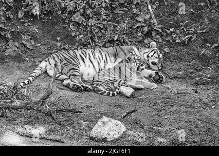 Un colpo in scala di grigi di madre tigre siberiana con il suo cucciolo disteso su un prato. Potente gatto predatore Foto Stock