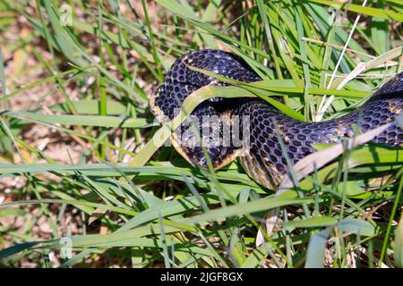 Porco orientale-serpente dal naso in Ontario, Canada Foto Stock