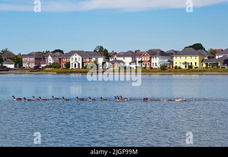 Oche nuotano attraverso il lago con i loro giovani, e case attraverso il lago a Watermead, Aylesbury, Buckinghamshire, Regno Unito Foto Stock