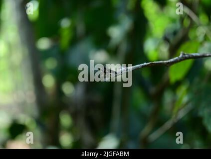 Un occhio verde di Robber mosca insetto sulla punta di un gambo asciutto in attesa di preda Foto Stock