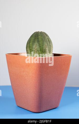 Euphorbia obesa pianta succulenta in un vaso d'arancia. Foto Stock