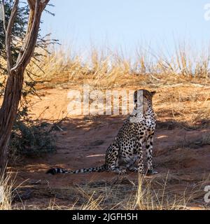 Ghepardo seduto sotto l'ombra degli alberi nel parco di Kgalagadi transfrontier, Sudafrica; specie Acinonyx jubatus famiglia di Felidae Foto Stock