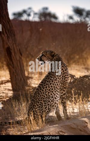 Ghepardo seduto in controluce sotto l'ombra degli alberi nel parco di Kgalagadi, Sudafrica ; specie Acinonyx jubatus famiglia di Felidae Foto Stock