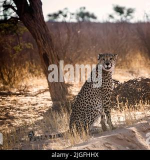 Ghepardo seduto in controluce sotto l'ombra degli alberi nel parco di Kgalagadi, Sudafrica ; specie Acinonyx jubatus famiglia di Felidae Foto Stock